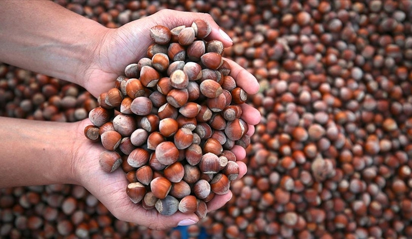 6 ayda 48 Bin 977 Ton Fındık Satıldı