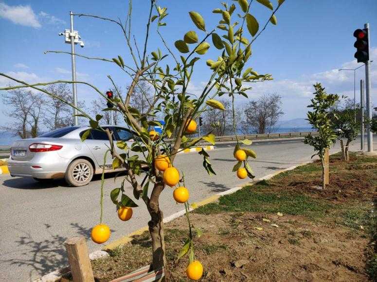 YEŞİL ALANLARA  NARENCİYE&hellip;