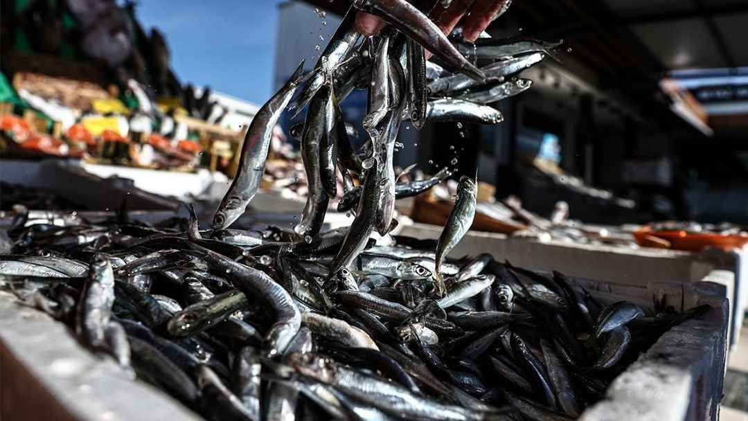 Ordu'dan &Ccedil;ıkan Hamsi, Fransız Pissaladiere'sı Oluyor!
